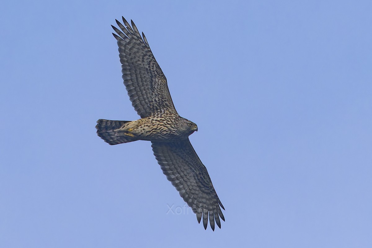 American Goshawk - ML647455129