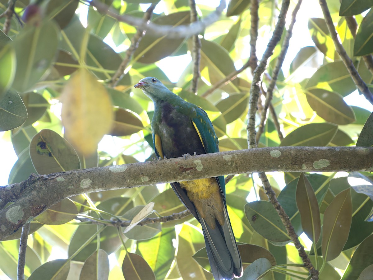 Wompoo Fruit-Dove - ML647455130