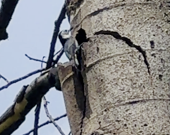 White-breasted Nuthatch - ML647455131