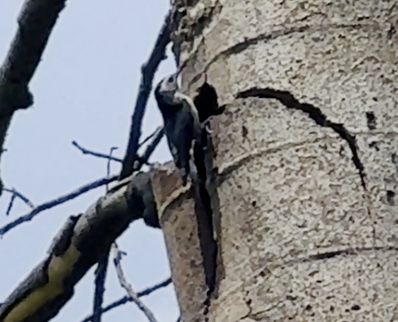White-breasted Nuthatch - ML647455132