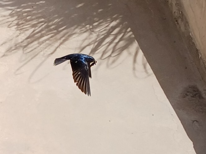 Southern Martin - ML647455133