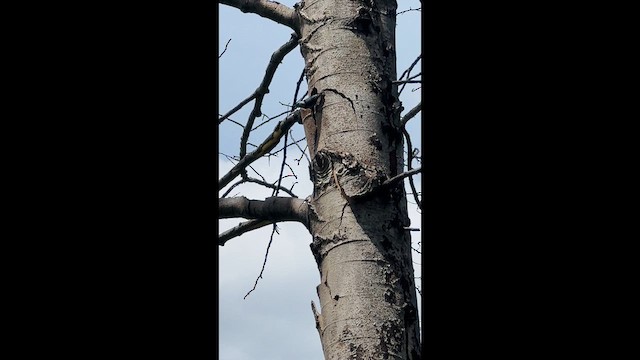 White-breasted Nuthatch - ML647455134