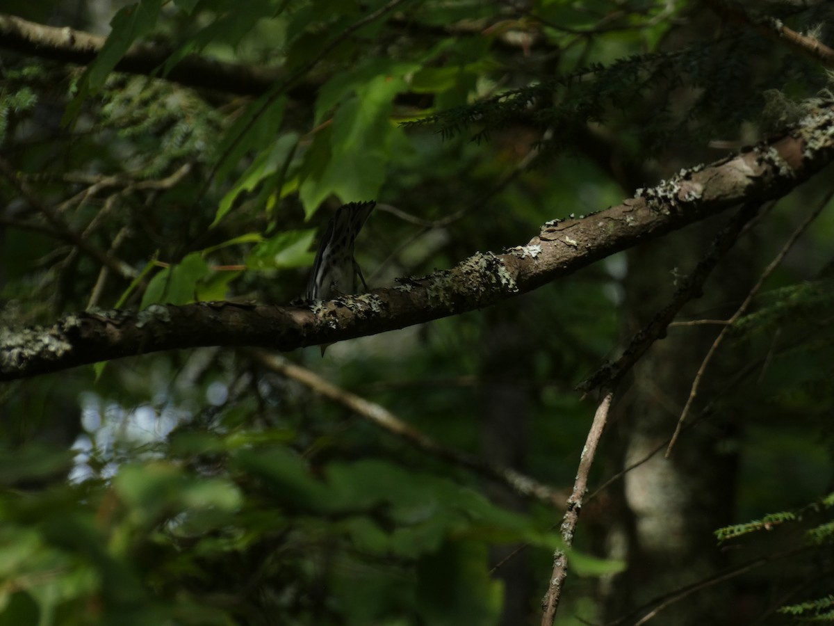 Black-and-white Warbler - ML647455135