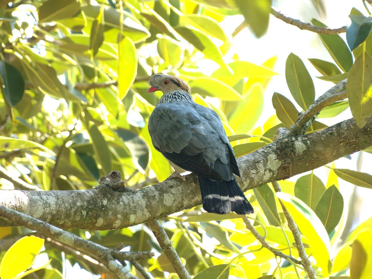 Topknot Pigeon - ML647455136