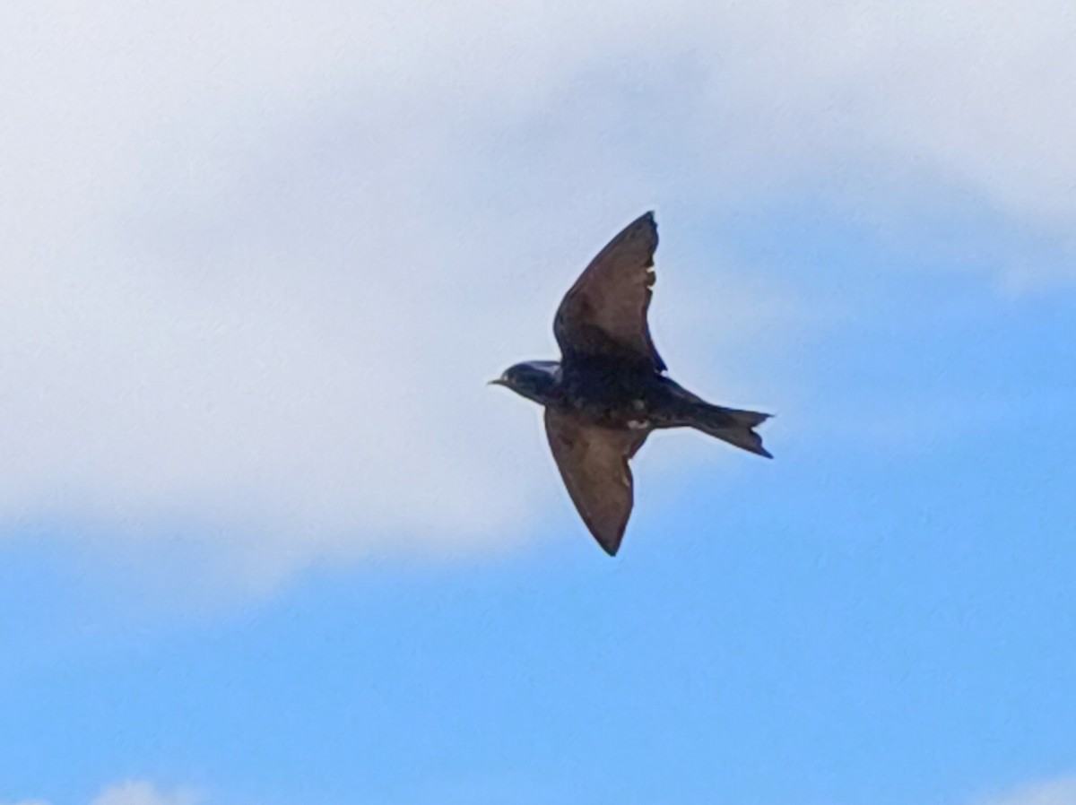 Southern Martin - ML647455137