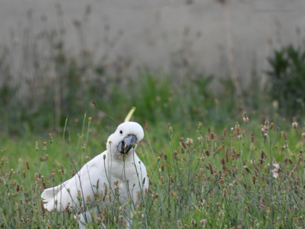 Sulphur-crested Cockatoo - ML647455139