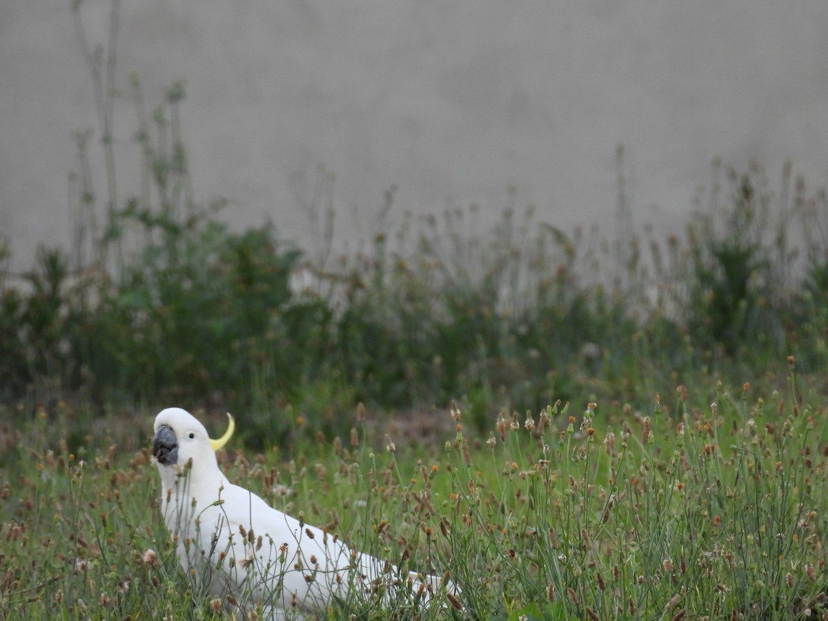 Sulphur-crested Cockatoo - ML647455142
