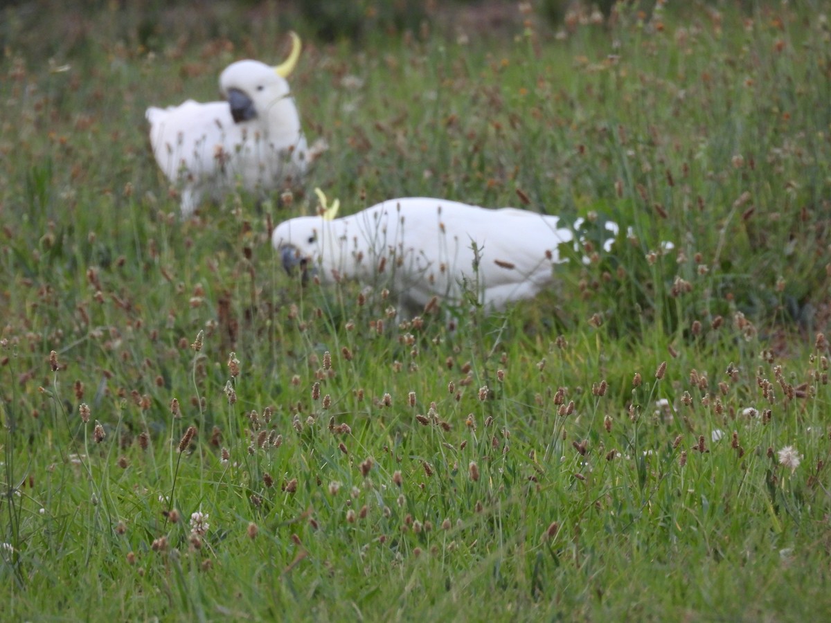 Sulphur-crested Cockatoo - ML647455143