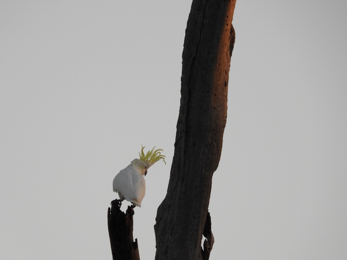 Sulphur-crested Cockatoo - ML647455144