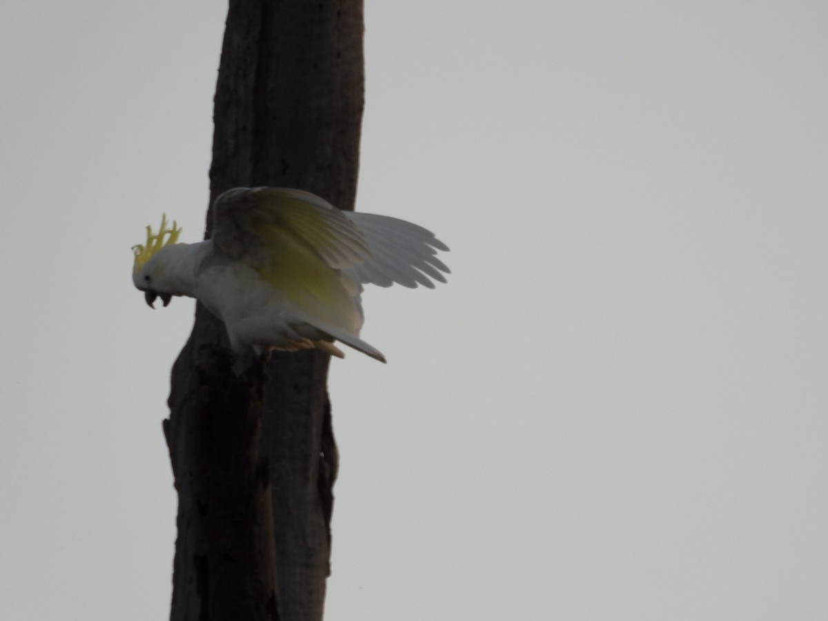 Sulphur-crested Cockatoo - ML647455145