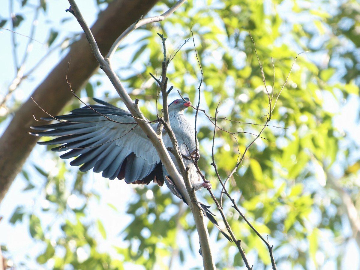 Topknot Pigeon - ML647455146