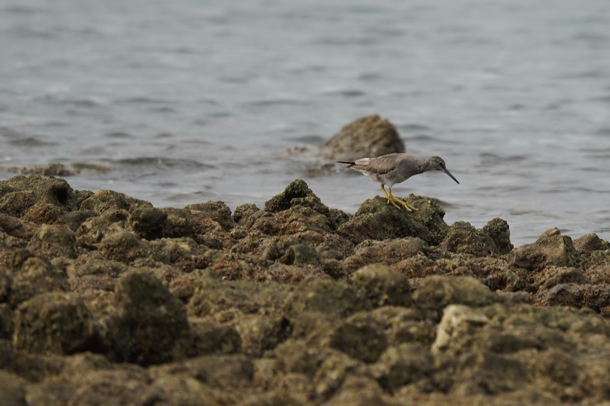 Kuliska siberiarra - ML647455147