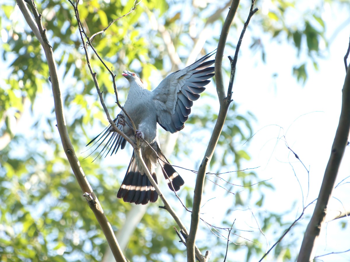 Topknot Pigeon - ML647455149
