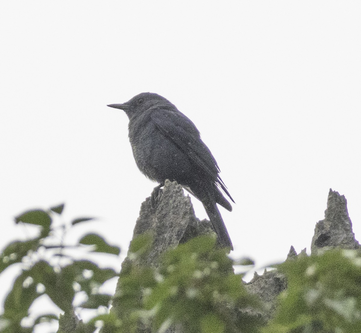 Harkaitz-zozo urdina - ML647455150