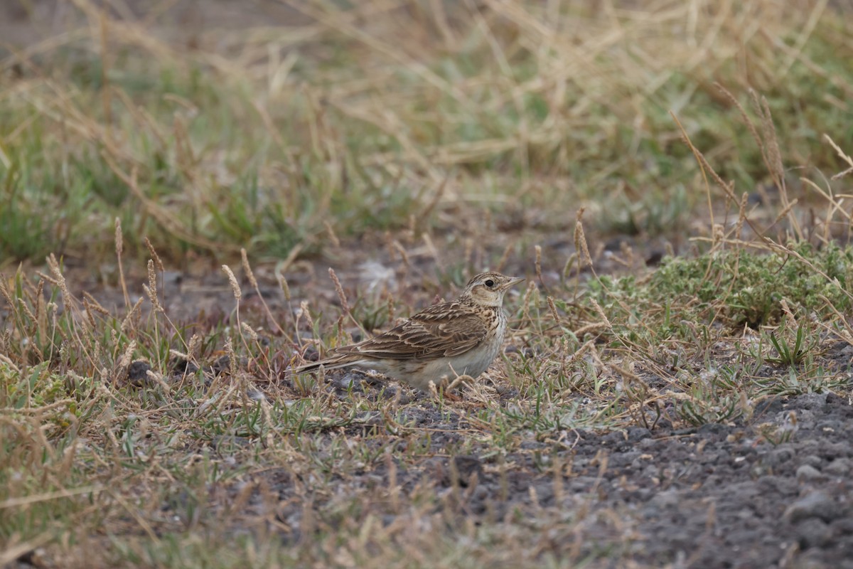 Hegatxabal arrunta - ML647455152