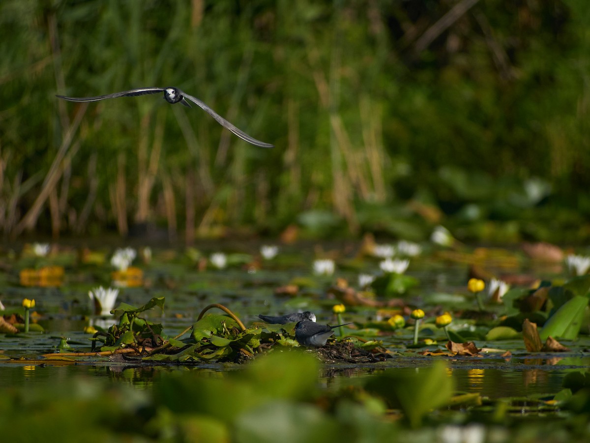 Itsas enara beltza - ML647455153