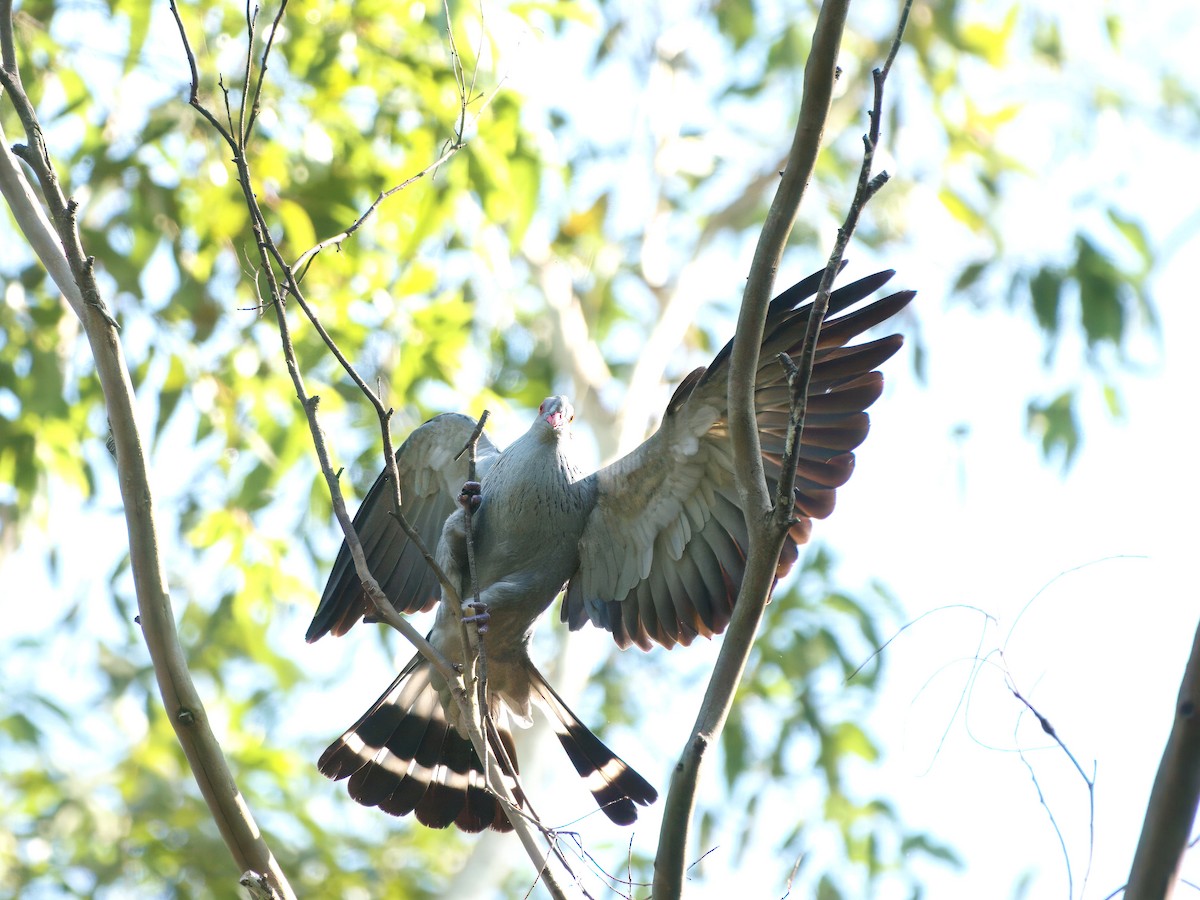 Topknot Pigeon - ML647455154