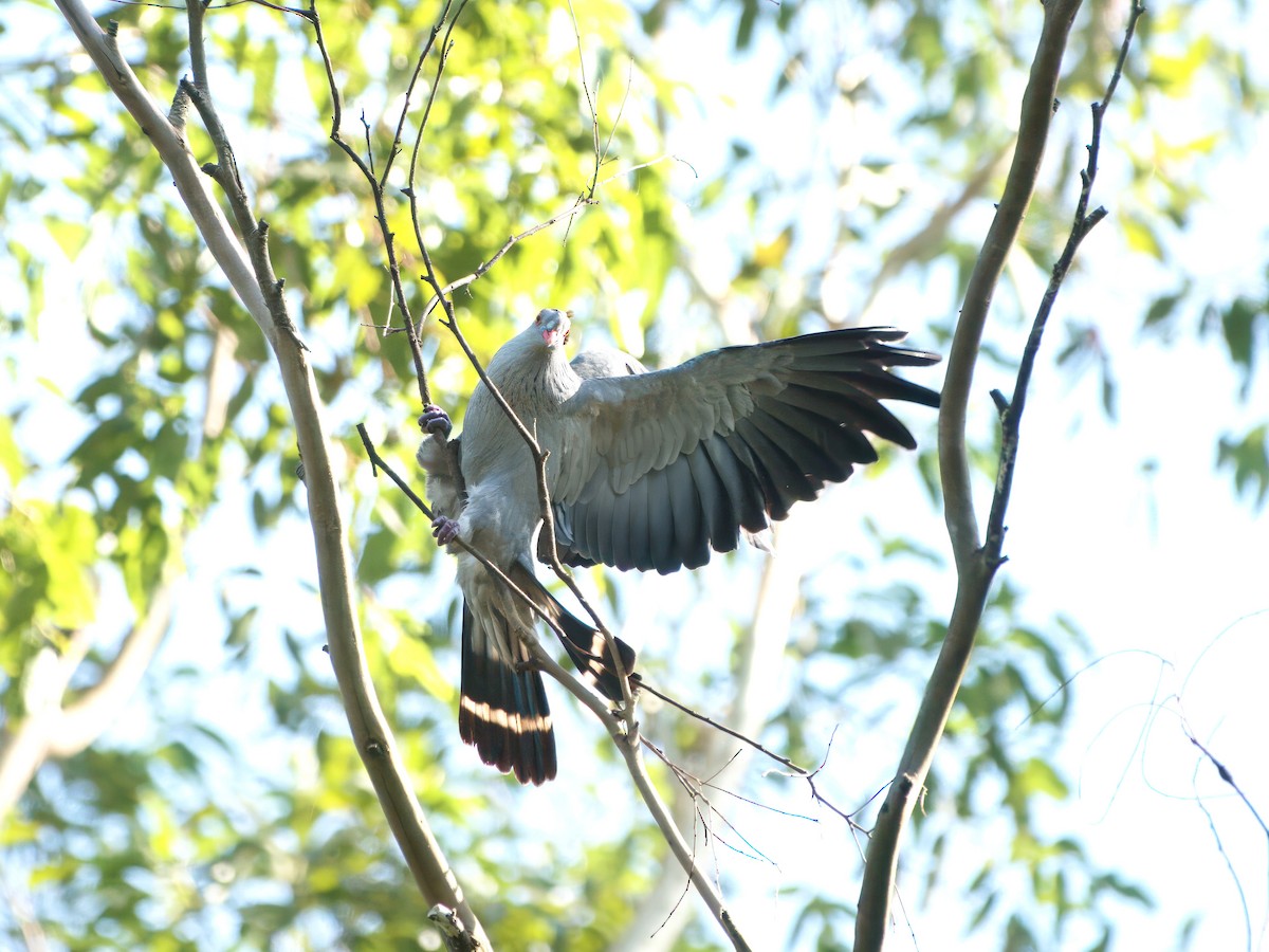 Topknot Pigeon - ML647455156