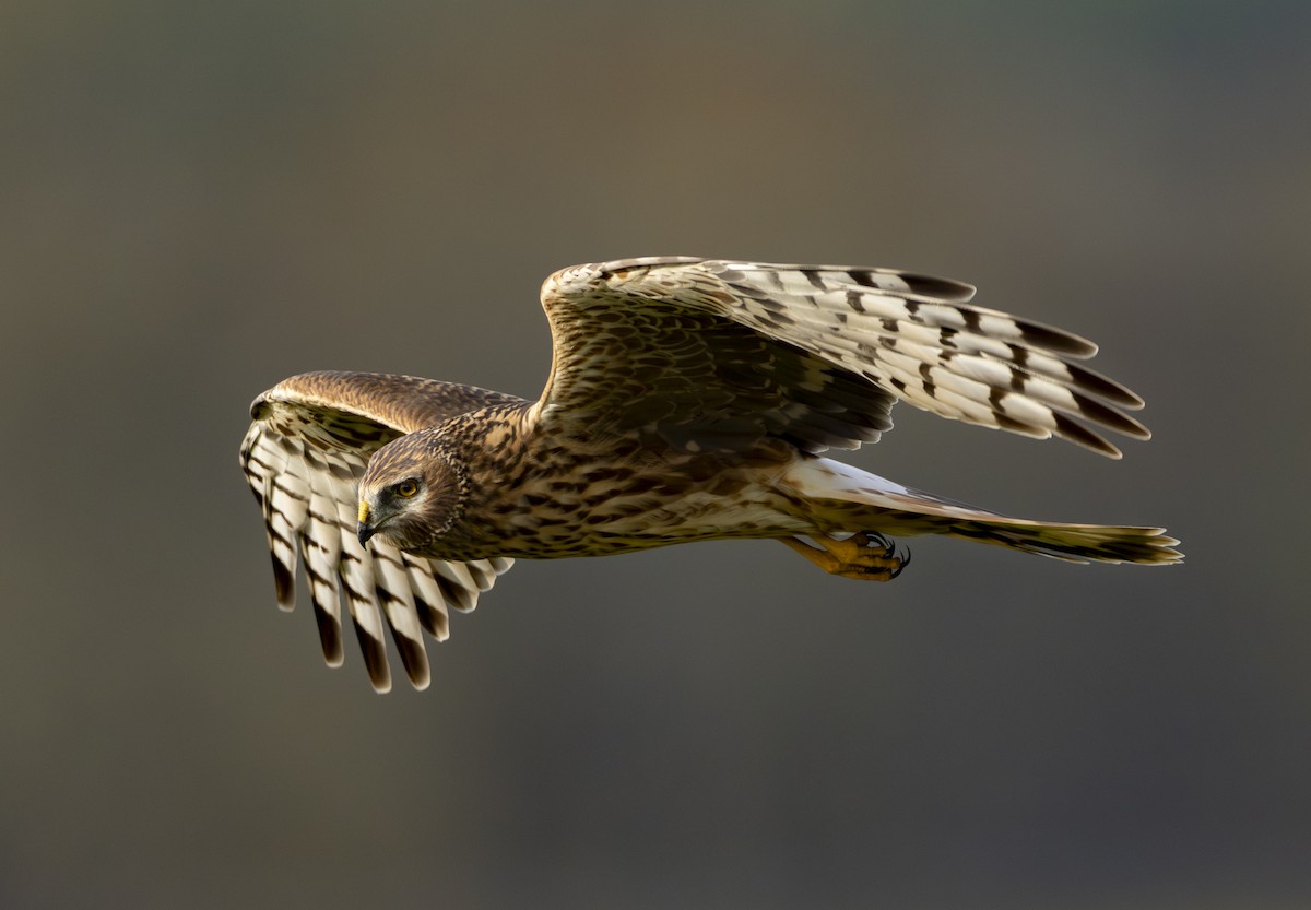 Mirotz zuri eurasiarra - ML647455157