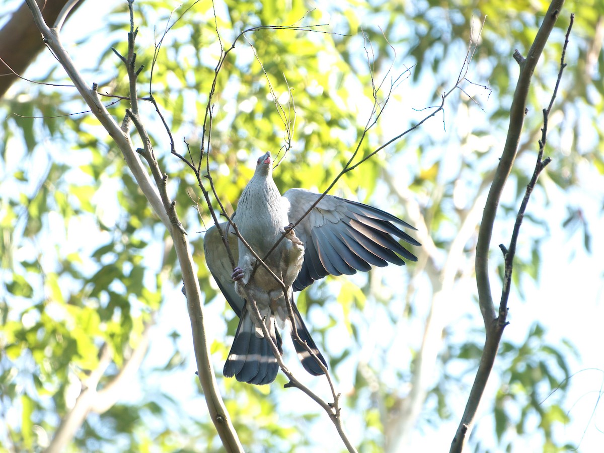 Topknot Pigeon - ML647455158