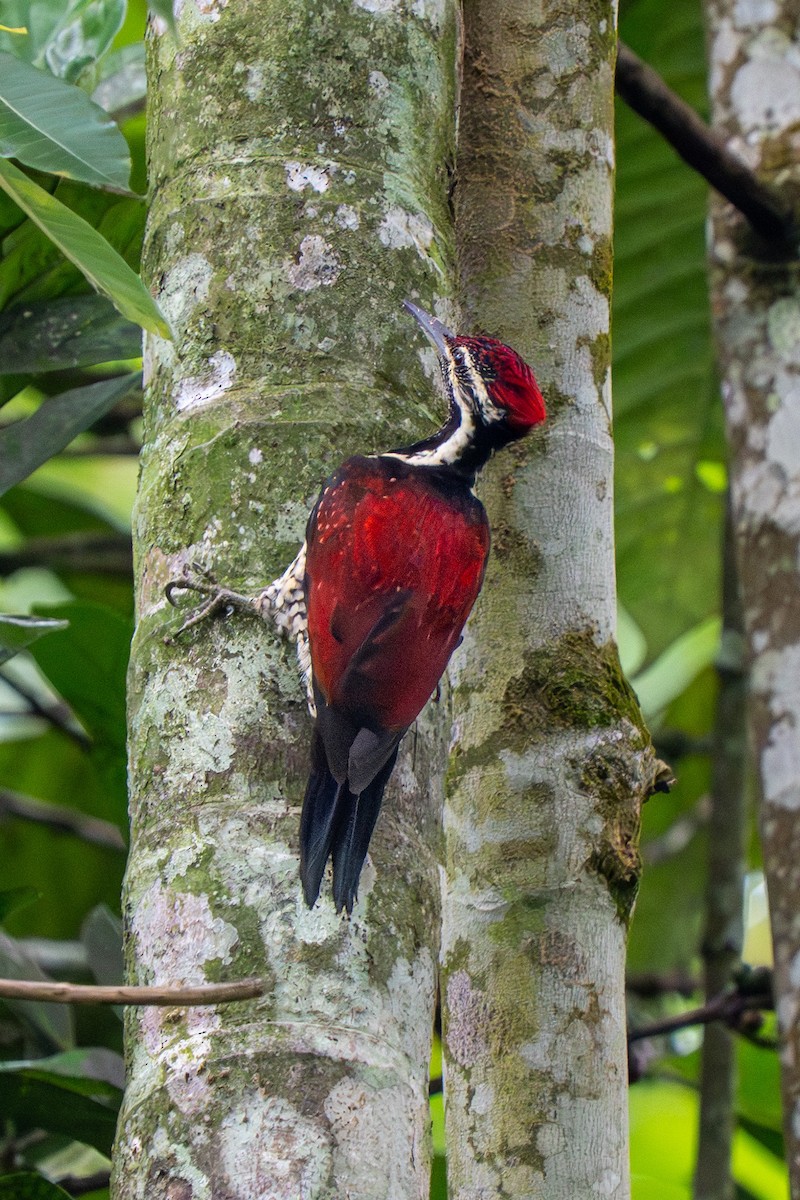 Red-backed Flameback - ML647455159