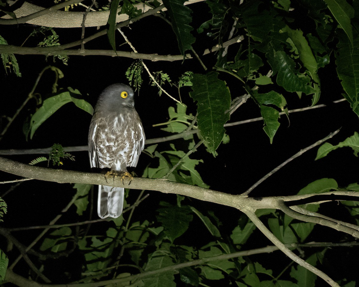 Brown Boobook - ML647455160