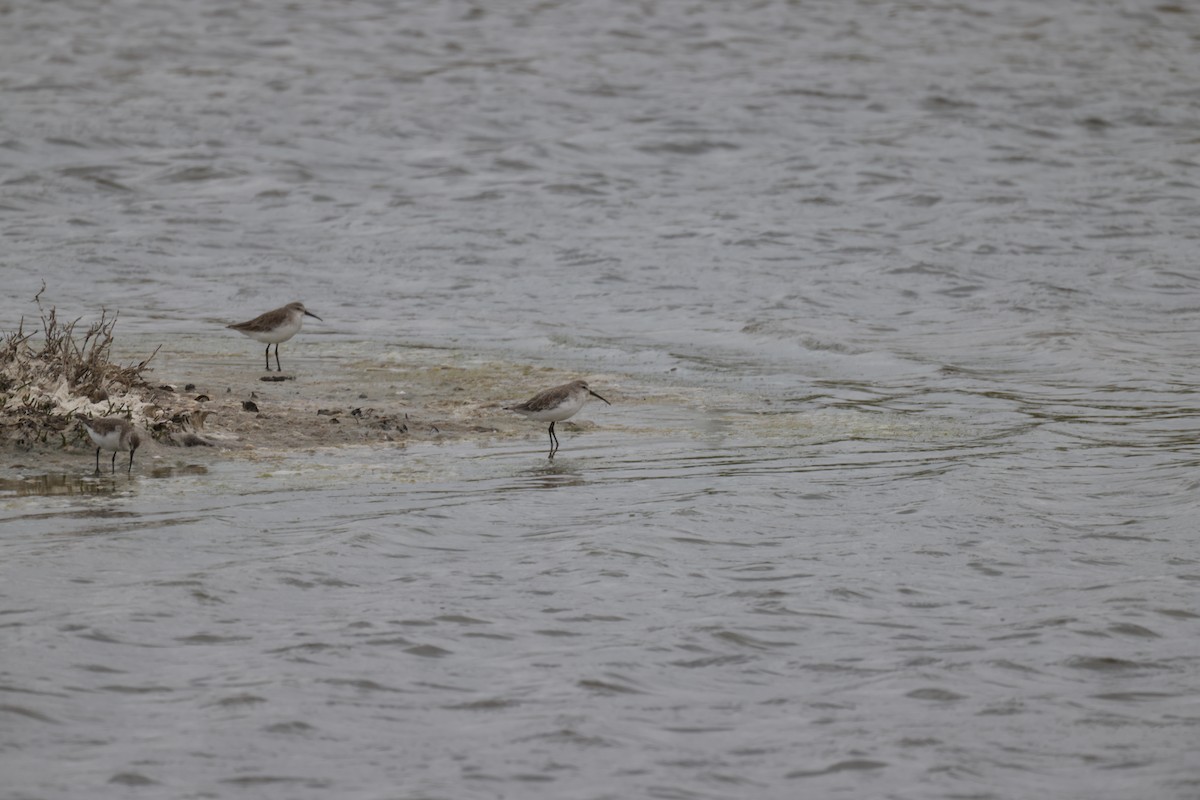 Curlew Sandpiper - ML647455161