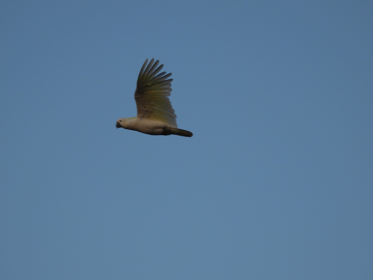 Sulphur-crested Cockatoo - ML647455162
