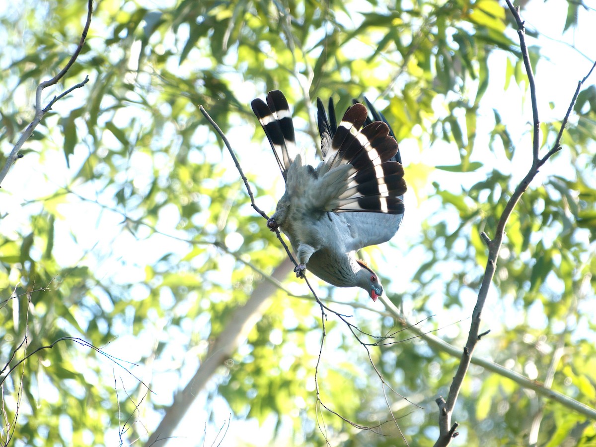Topknot Pigeon - ML647455163