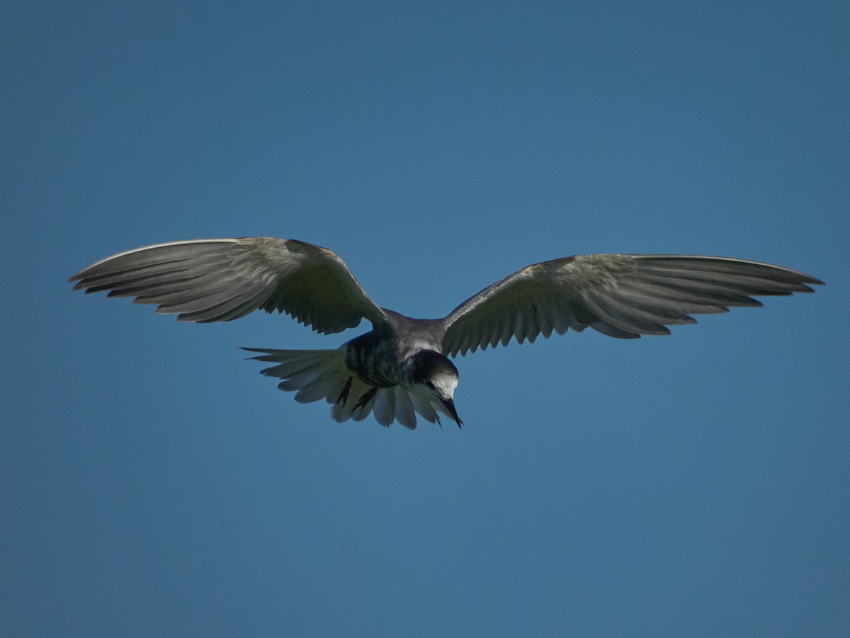 Black Tern - ML647455164