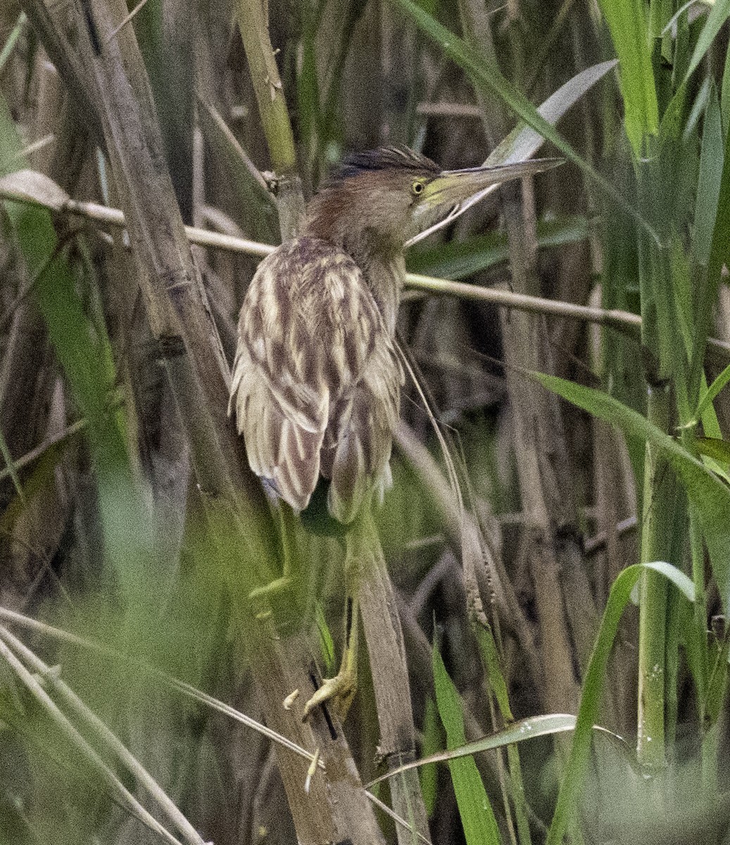 Yellow Bittern - ML647455165