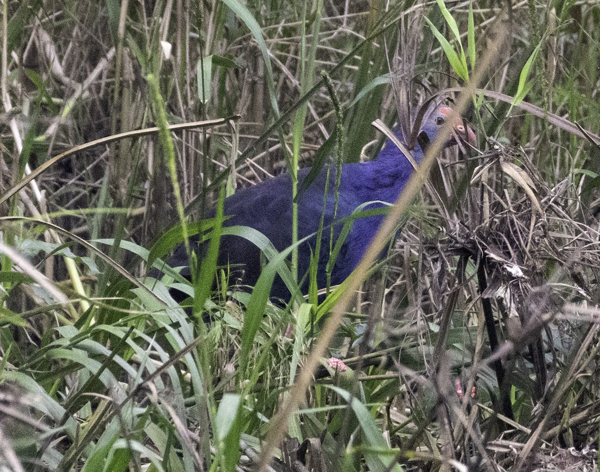 Gray-headed Swamphen - ML647455167