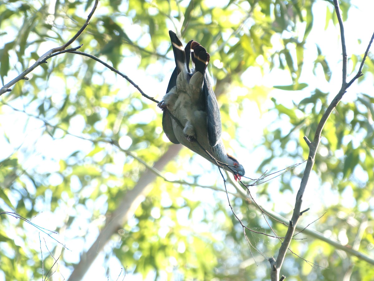 Topknot Pigeon - ML647455168