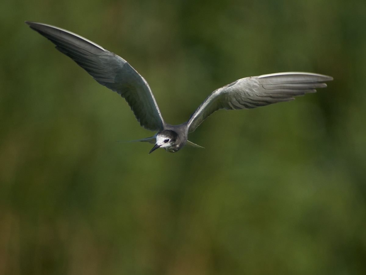 Black Tern - ML647455169