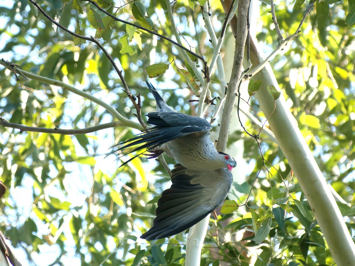 Topknot Pigeon - ML647455170