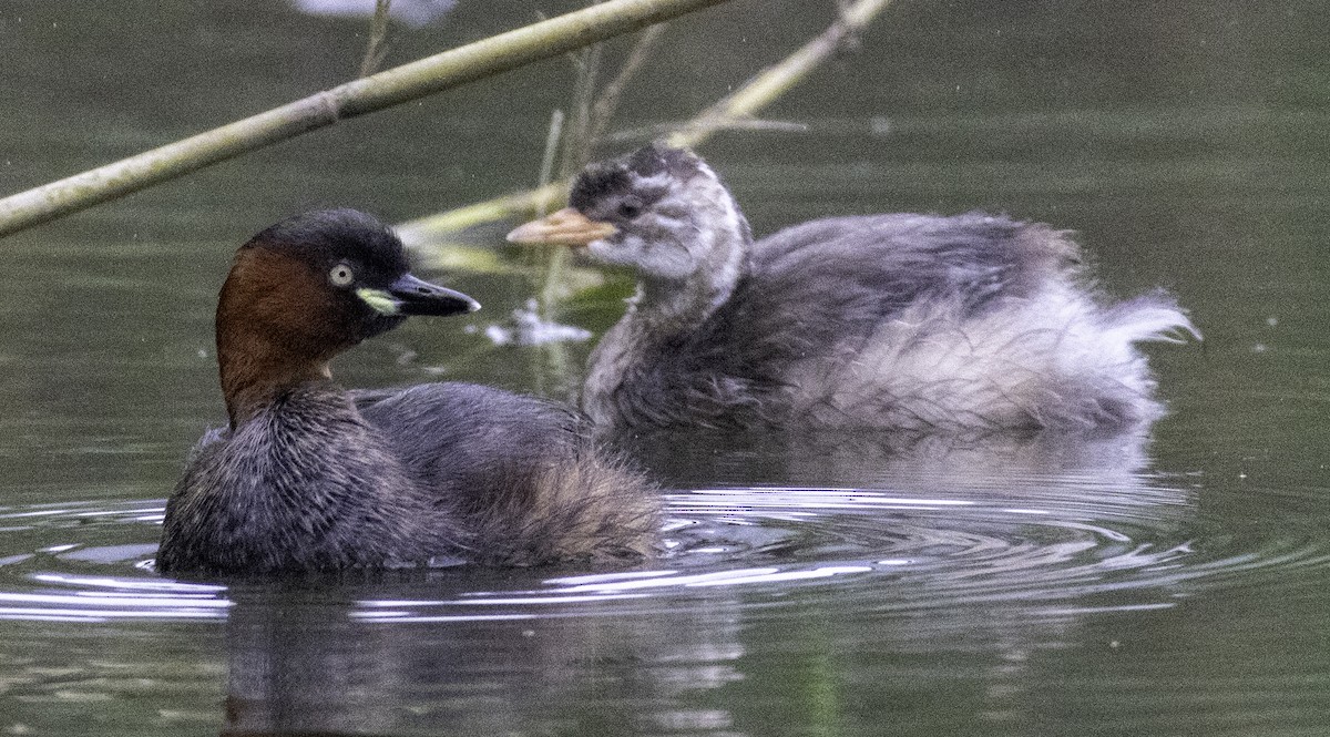 Little Grebe - ML647455171