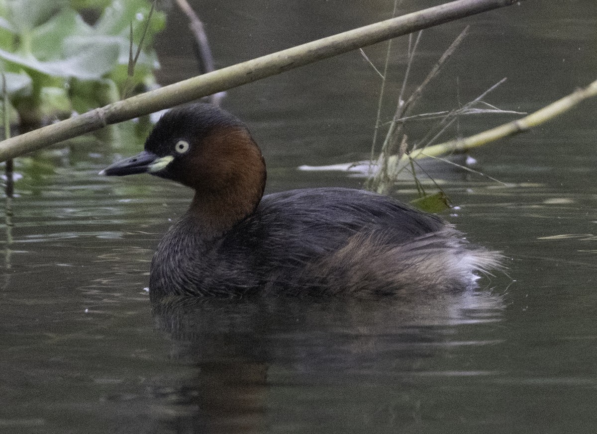 Little Grebe - ML647455172