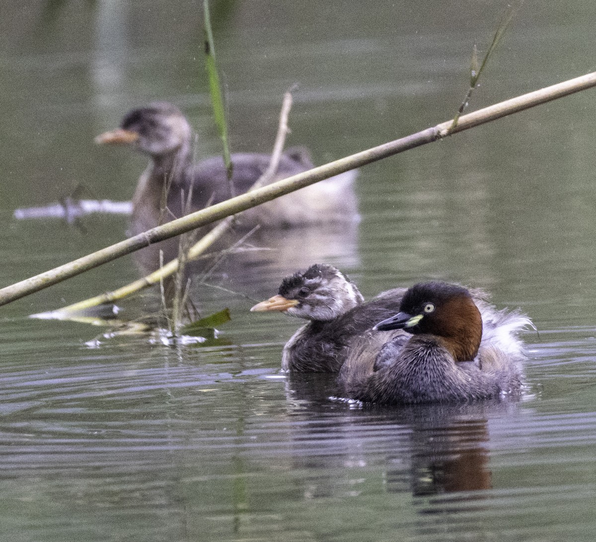 Little Grebe - ML647455173