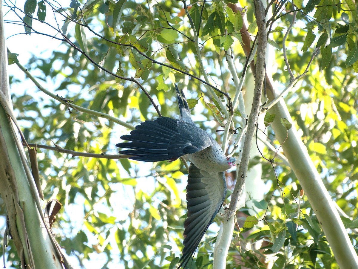 Topknot Pigeon - ML647455175