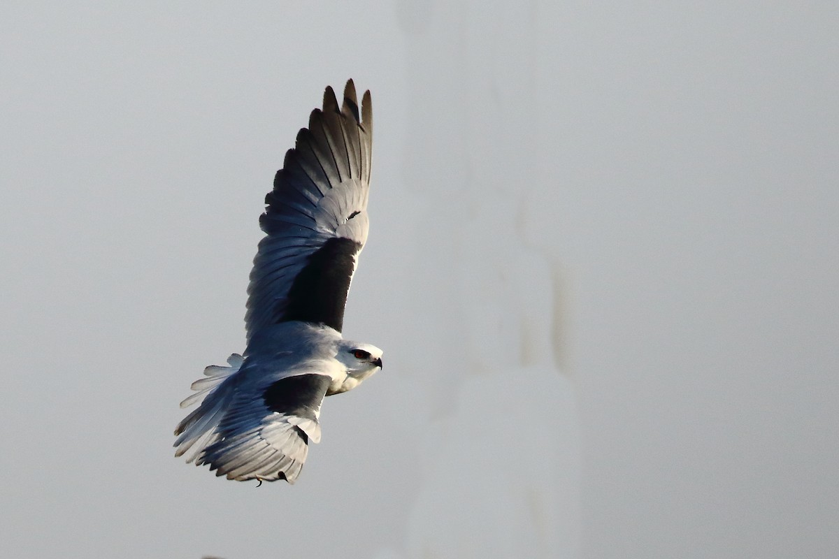 Black-winged Kite - ML647455178