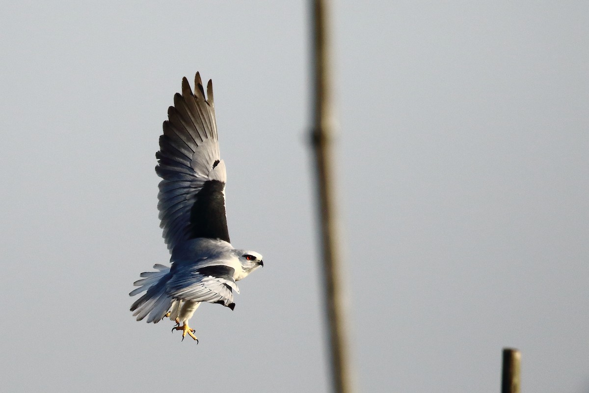 Black-winged Kite - ML647455179