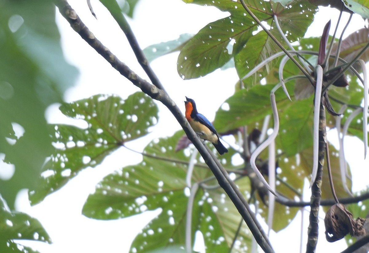Orange-throated Tanager - ML647455180