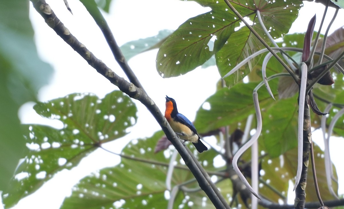 Orange-throated Tanager - ML647455181
