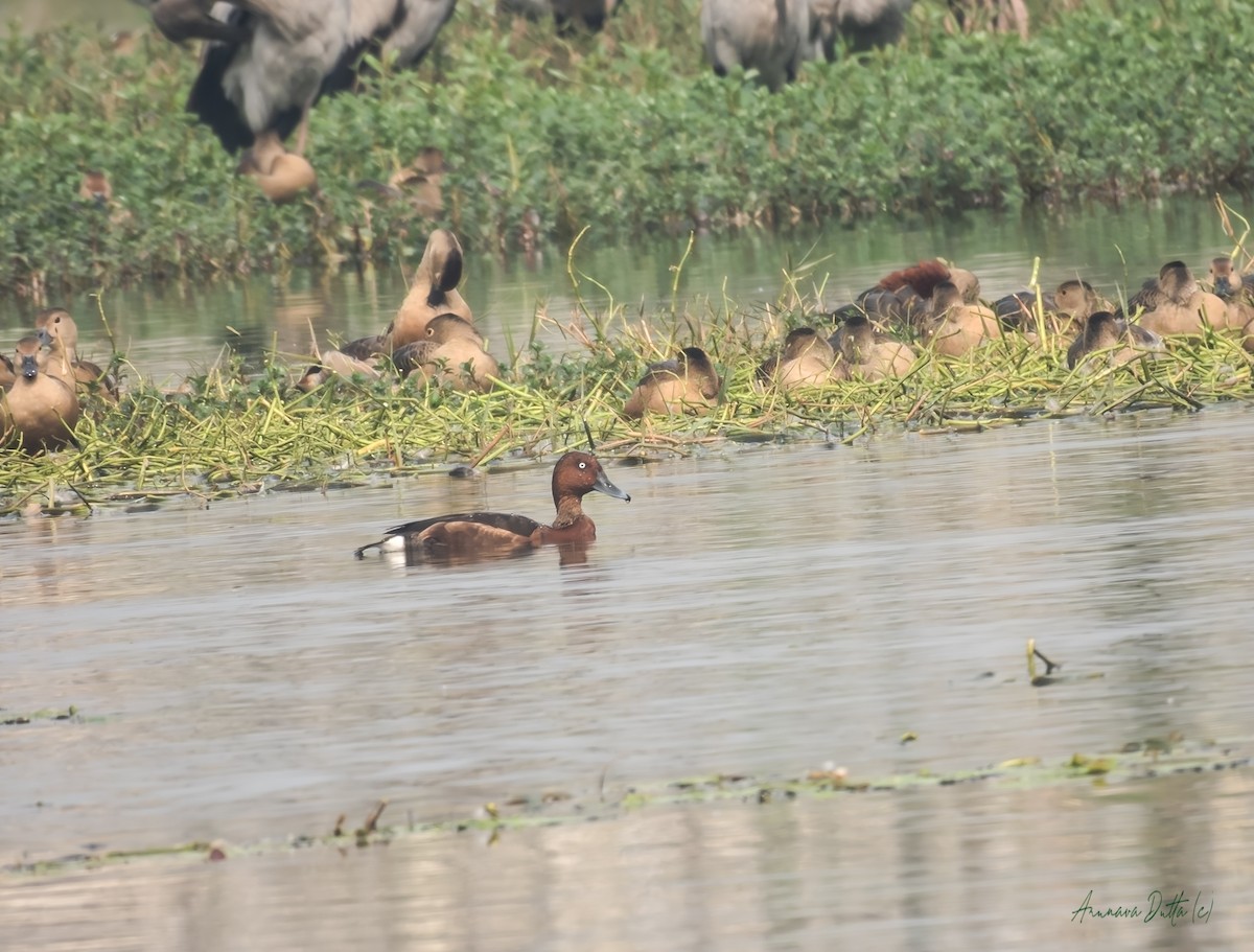 Ferruginous Duck - ML647455185