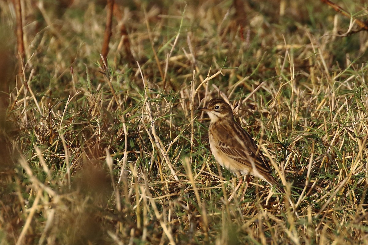 Godlewski txirta - ML647455193