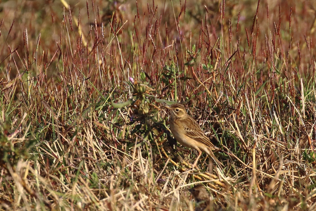 Godlewski txirta - ML647455194