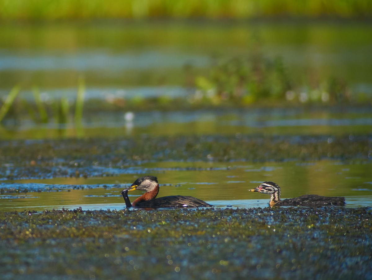 Somormujo Cuellirrojo - ML647455200