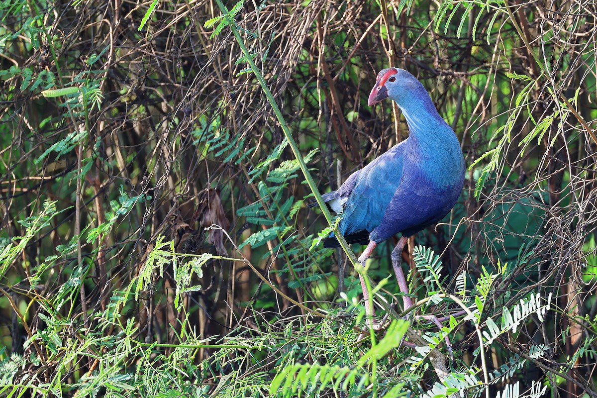 Gray-headed Swamphen - ML647455201