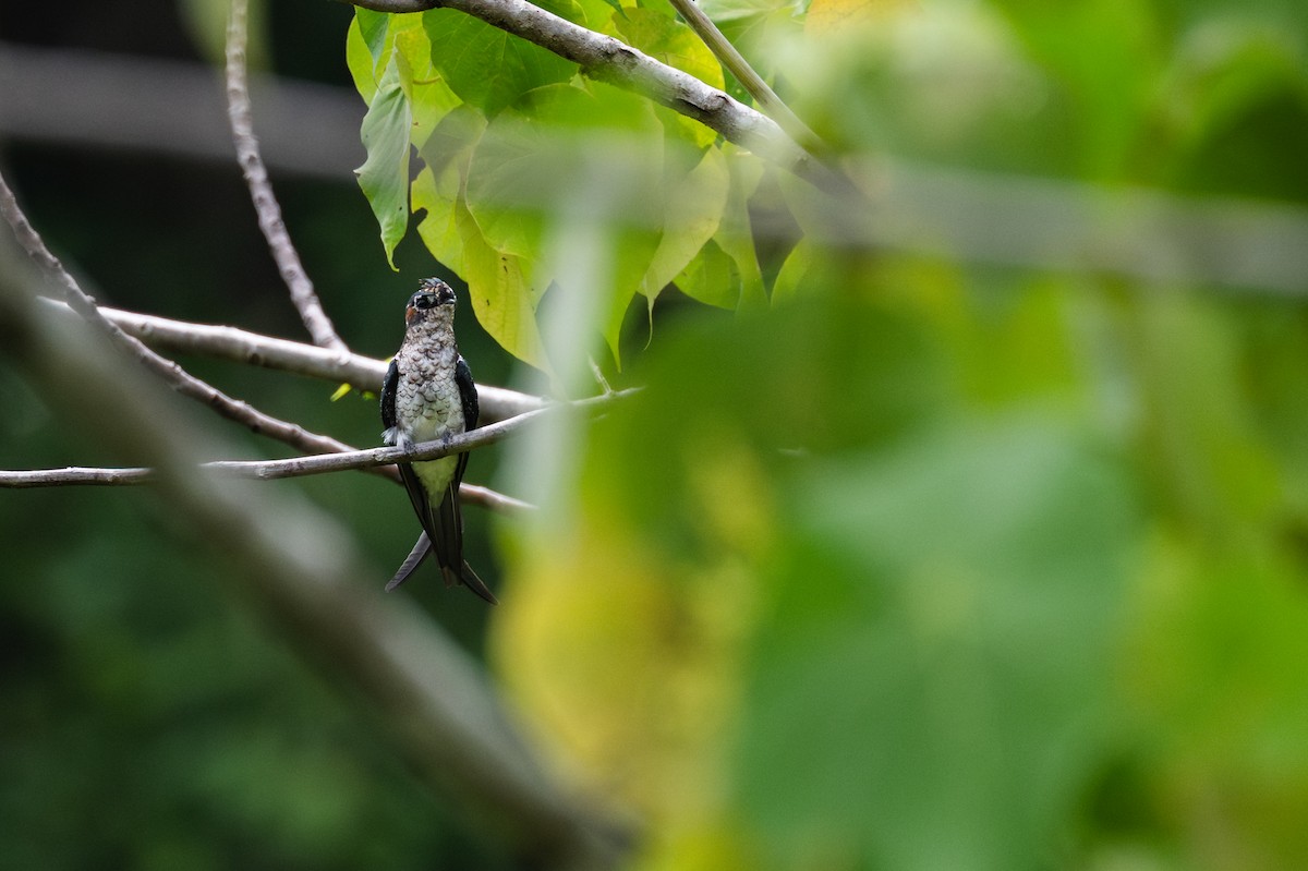 Gray-rumped Treeswift - ML647455204