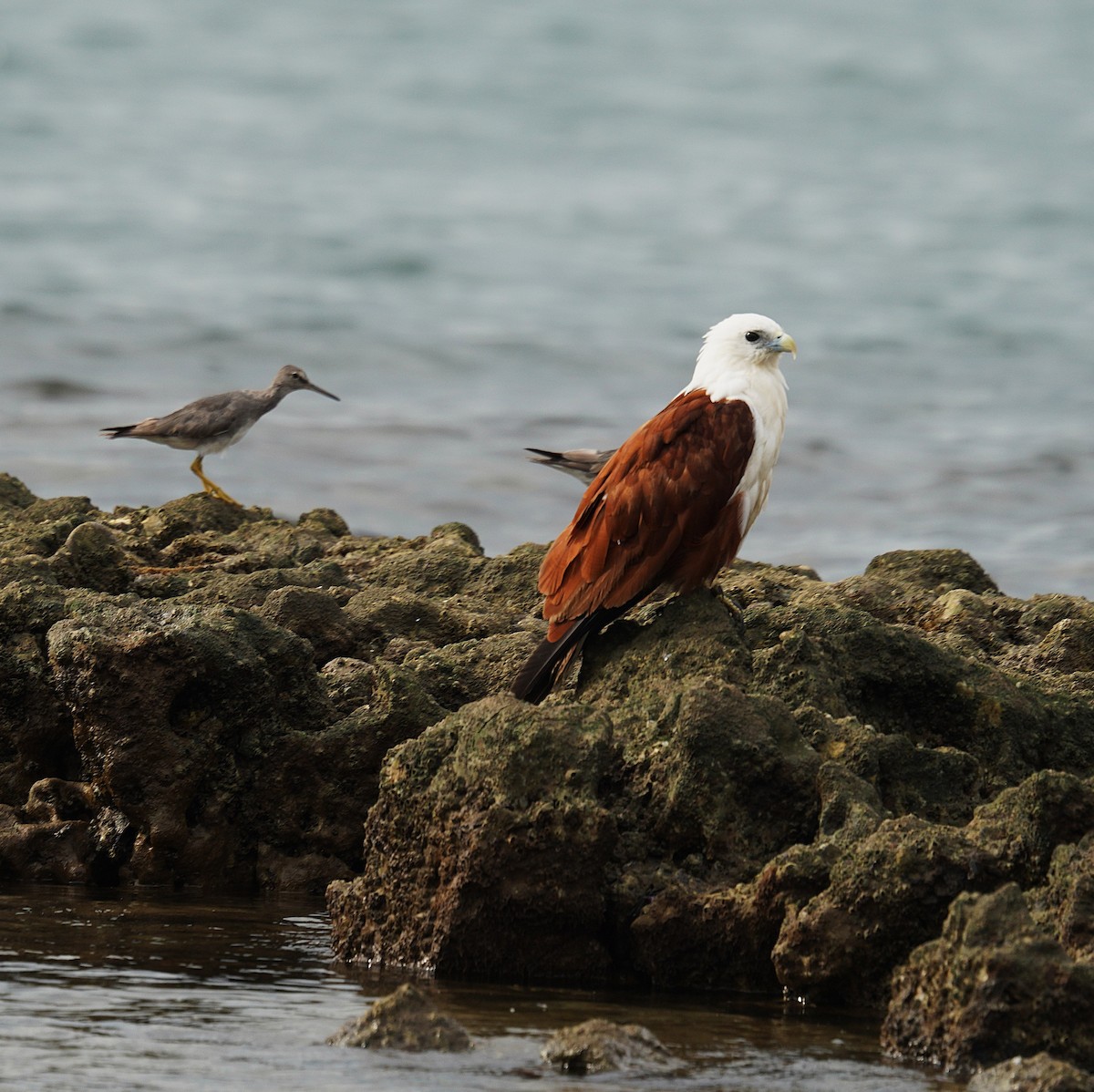 Brahminy Kite - ML647455205